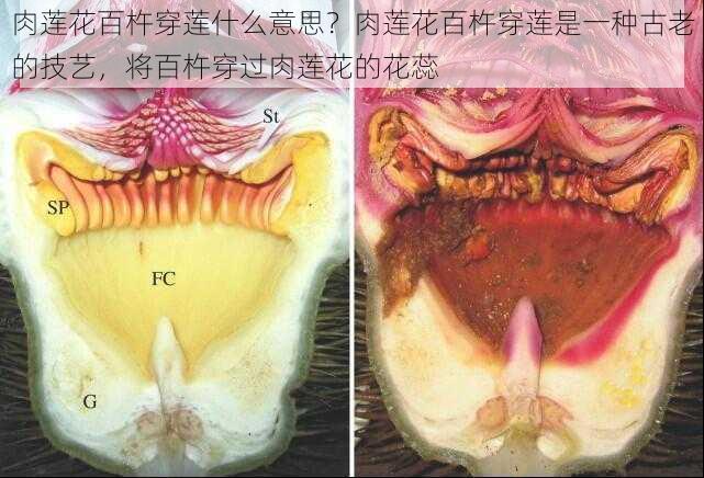 肉莲花百杵穿莲什么意思？肉莲花百杵穿莲是一种古老的技艺，将百杵穿过肉莲花的花蕊