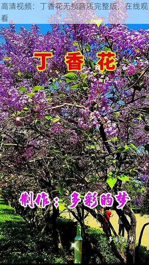 高清视频：丁香花无损音质完整版，在线观看