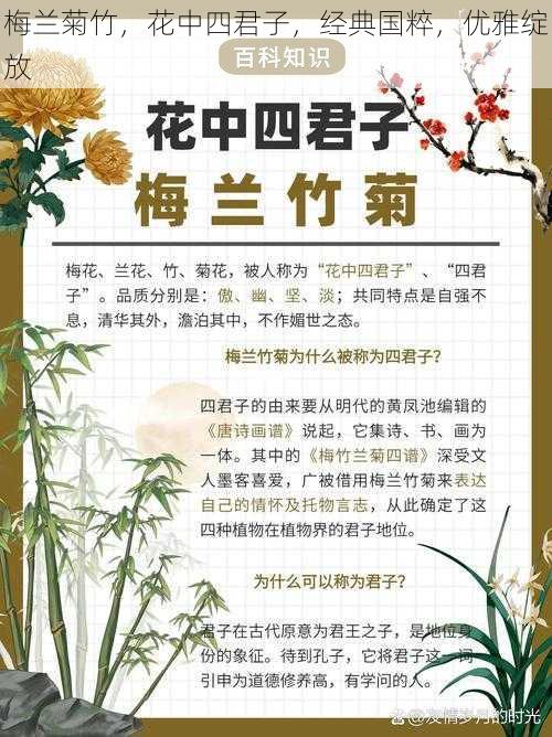 梅兰菊竹，花中四君子，经典国粹，优雅绽放